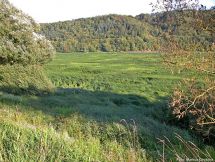 1 NSG Ederseeufer bei Herzhausen im Herbst